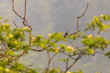 Shaheen falcon (Falco peregrinus peregrinator) at Rongton, West Bengal, India