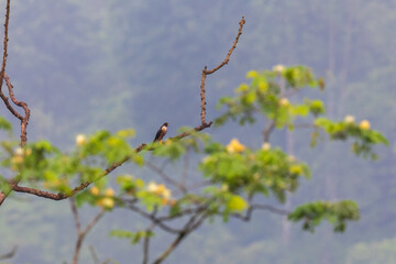 Shaheen falcon at Rongton, West Bengal, India
