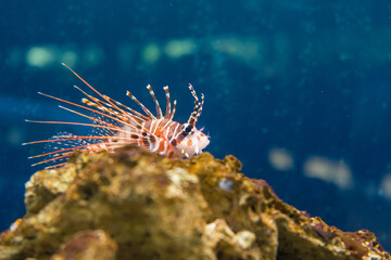 水槽の中を泳ぐミノカサゴ