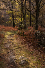 Stunning vibrant Autumn landscape image of forest woodlands around Holme Fell in Lake District