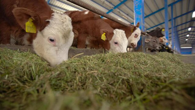 Cute calves eating clover.
Calves consuming alfalfa in a fattening farm. Cattle breeding.
