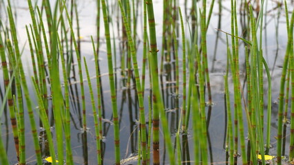 Obraz premium wild plants. Horsetail sprouts growing in water close-up. Leningrad region, Russia.