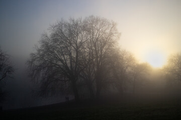 Misty morning park sunrise through trees