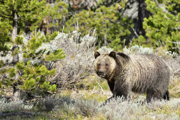 grizzly glance