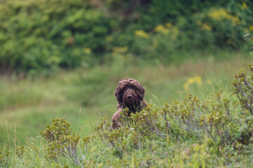 a hunting dog, a pudelpointer, on a mountain meadow  is waiting of a command