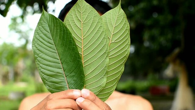 man show detail of Kratom leaf (Mitragyna speciosa) Mitragynine in hand. Drugs and Narcotics.Kratom is Thai herbal which encourage health.