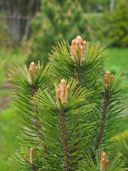 A branch of a young pine tree with flowers close-up. Leningrad region, Russia.