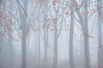 Beautiful Autumn foggy woodland landscape image