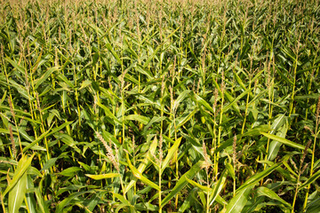Corn field texture of growing plants agricultural setting in England, UK