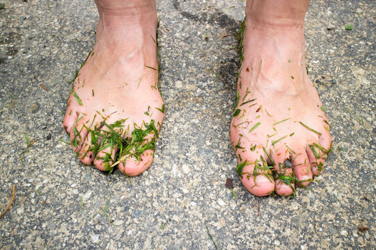 Green Wet Cut Grass On Bare Feet