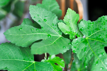Ficus carica, fig or common fig plant or fig leaf and rain drop