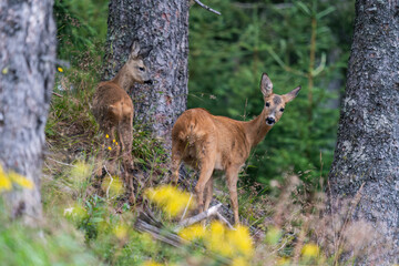 Naklejka na ściany i meble a roe deer female with his fawn in the forest on the mountains at a summer morning