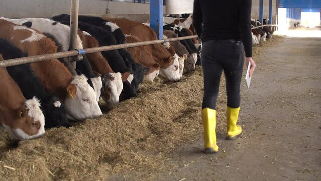 Farmer controlling cattle in barn.
In modern farm, the farmer controls his animals and walks in the barn.
