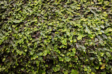 Texture green succulent plants such as a fern or moss growing on stone surface
