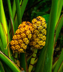 Stelestylis surinamensis native to South America, Venezuela and the Guianas.