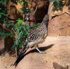 The greater roadrunner (Geococcyx californianus) is a long-legged bird in the cuckoo family