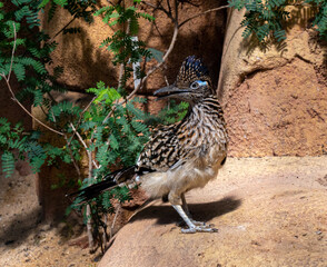 The greater roadrunner (Geococcyx californianus) is a long-legged bird in the cuckoo family - obrazy, fototapety, plakaty