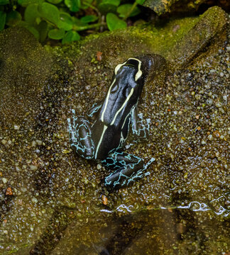 Graubeiner Färberfrosch (Gray-legged dyer frog) (Dendrobates tinctorius graubeiner). Habitat: Suriname, French Guyana, Brazil - Dyeing dart frog