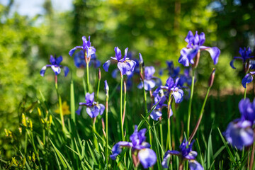 Fototapeta na wymiar Siberian iris in spring garden. Group of blooming Siberian irises (iris sibirica) in the garden.