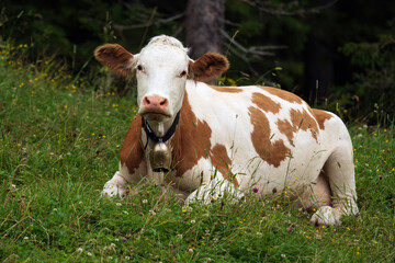 Fototapeta na wymiar a cow with a bell on a mountain meadow is looking at camera