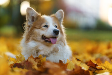 Welsh Corgi Pembroke dog in autumn scenery among beautiful leaves