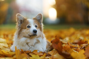 Pembroke Welsh Corgi dog sitting in beautiful golden leaves. Autumn in the park