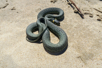 Grass snake on a sandy beach near the sea. A snake, coiled in a ball of the genus Natrix....