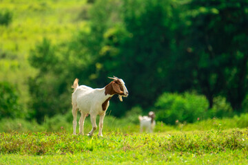 Happy goat in natural field.