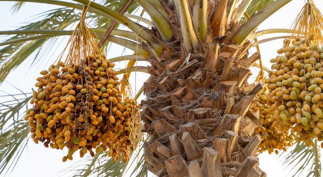 Date palm branches with ripe dates. Saudi arabian dates farm.