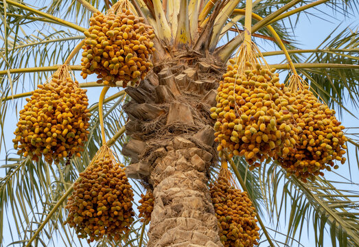 Date palm branches with ripe dates. Saudi arabian dates farm.