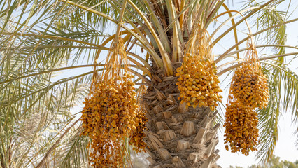 Date palm branches with ripe dates. Saudi arabian dates farm.