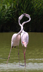 Pink Flamingos in Water