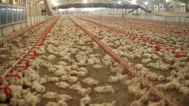 Chicken fattening farm.
Hundreds of chickens in the chicken fattening farm. General farm view.
