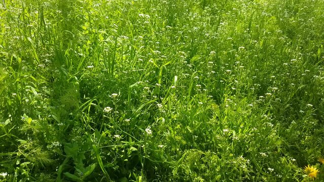 green grass background