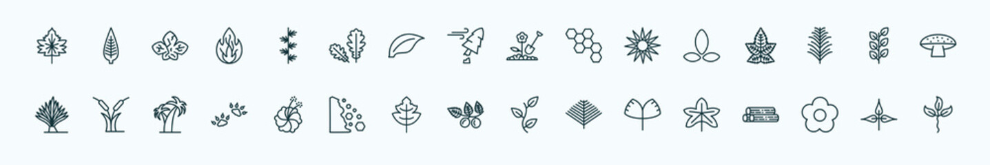 special lineal nature icons set. outline icons such as hawthorn leaf, larch leaf, farming, asian, bilberry leaf, reed bed, hibiscus, briar ginkgo, season, pinnation line icons.