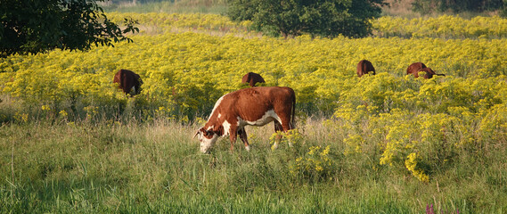 Conservation grazing is the method of using livestock grazing to enrich the natural diversity in...
