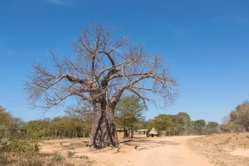 Foto op Canvas Baobab tree in a countryside, Zambia © Kaori