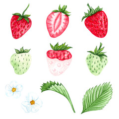 Set of watercolor strawberries. Hand drawn illustration. Ripe red berries and green leaves. Summer Strawberry