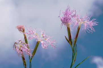 Dianthus superbus commonly known as fringed pink. It is used in Chinese herbology. (scientific...