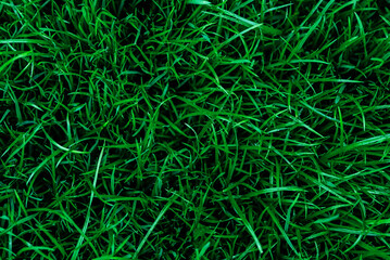 green grass, abstract background, texture