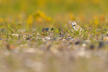 A piping plover (Charadrius melodus) resting in its environment.