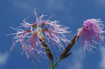 Dianthus superbus commonly known as fringed pink. It is used in Chinese herbology. (scientific...