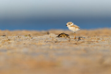 A piping plover (Charadrius melodus) fledgling foraging in the morning sun on the beach.