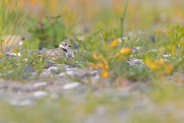 A piping plover (Charadrius melodus) resting in its environment.