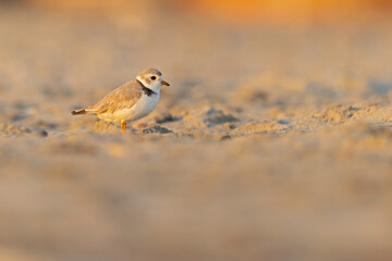 A piping plover (Charadrius melodus) foraging at golden light on the beach at sunset.