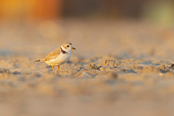 A piping plover (Charadrius melodus) foraging at golden light on the beach at sunset.