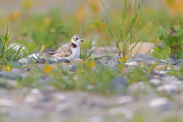 A piping plover (Charadrius melodus) resting in its environment.