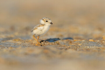 A piping plover (Charadrius melodus) fledgling foraging in the morning sun on the beach.