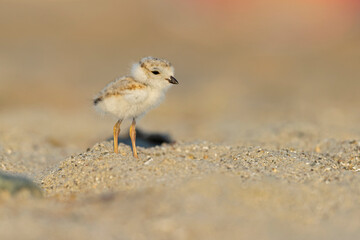 A piping plover (Charadrius melodus) fledgling foraging in the morning sun on the beach. © Bouke