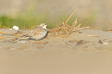 A piping plover (Charadrius melodus) resting in its environment.